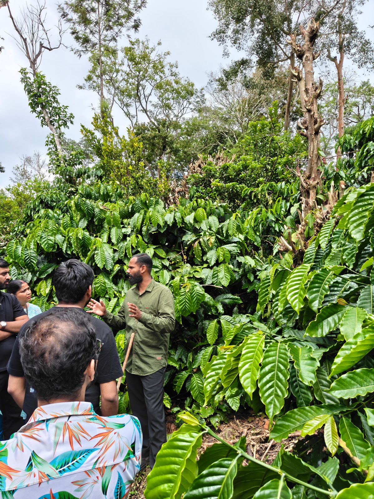 A guide explaining coffee bushes to visitors on a plantation tour in Coorg
